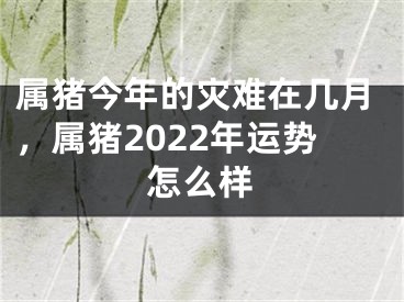 属猪今年的灾难在几月，属猪2022年运势怎么样