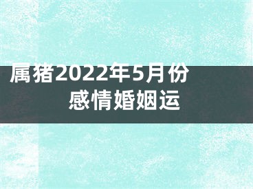 属猪2022年5月份感情婚姻运