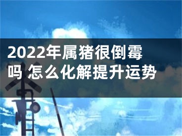 2022年属猪很倒霉吗 怎么化解提升运势