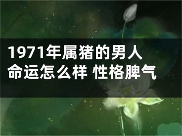 1971年属猪的男人命运怎么样 性格脾气