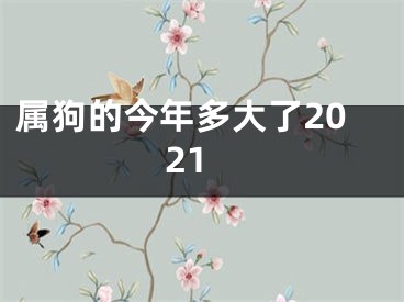 属狗的今年多大了2021