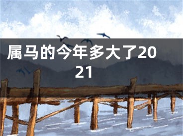 属马的今年多大了2021