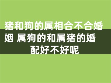 猪和狗的属相合不合婚姻 属狗的和属猪的婚配好不好呢