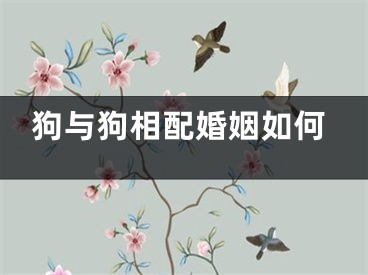 狗与狗相配婚姻如何