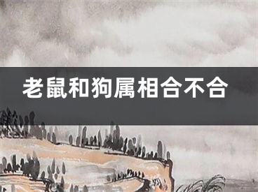 老鼠和狗属相合不合