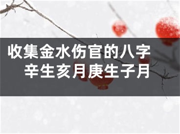 收集金水伤官的八字 辛生亥月庚生子月