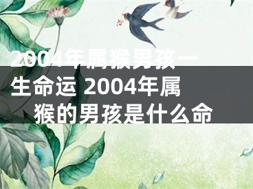 2004年属猴男孩一生命运 2004年属猴的男孩是什么命