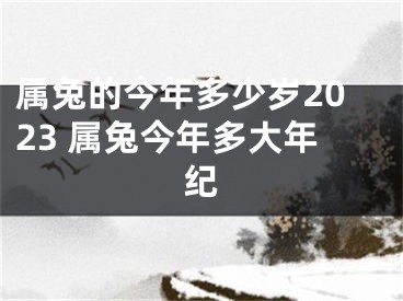 属兔的今年多少岁2023 属兔今年多大年纪