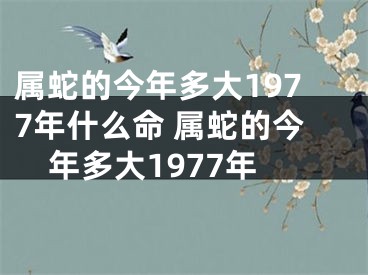 属蛇的今年多大1977年什么命 属蛇的今年多大1977年