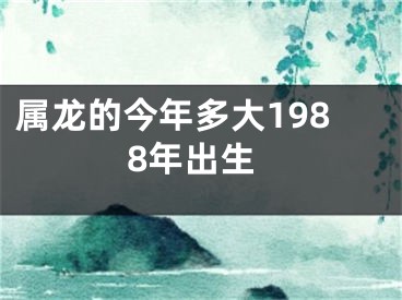 属龙的今年多大1988年出生