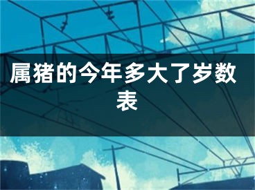 属猪的今年多大了岁数表