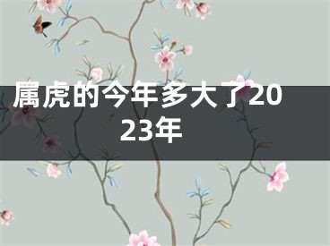 属虎的今年多大了2023年