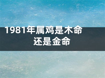 1981年属鸡是木命还是金命