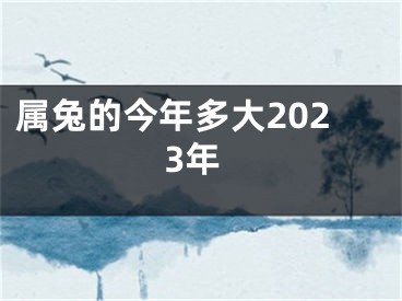 属兔的今年多大2023年