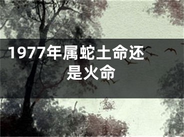 1977年属蛇土命还是火命