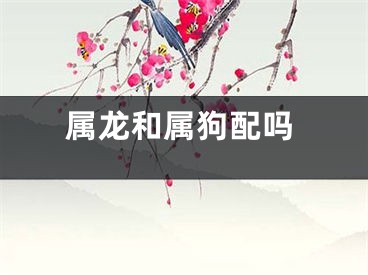 属龙和属狗配吗