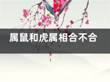 属鼠和虎属相合不合