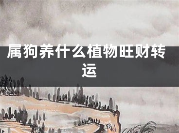 属狗养什么植物旺财转运